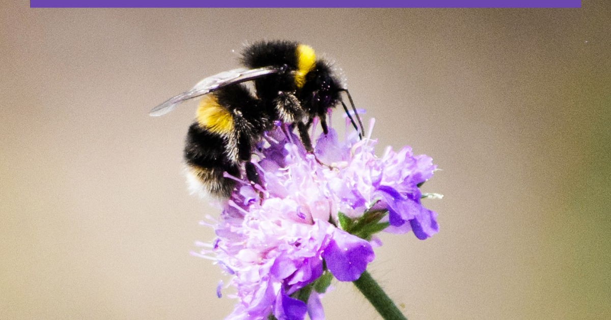 News Biodiversitätsinitiative