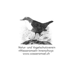 Wasseramsel Innerschwyz