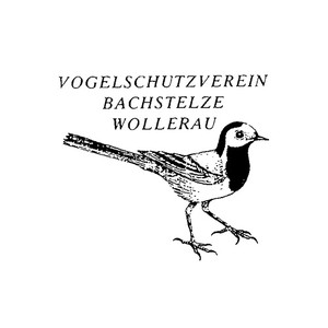 Bachstelze Wollerau